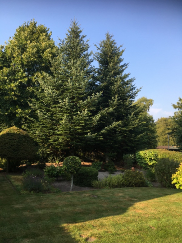 Oprydning efter træfældning