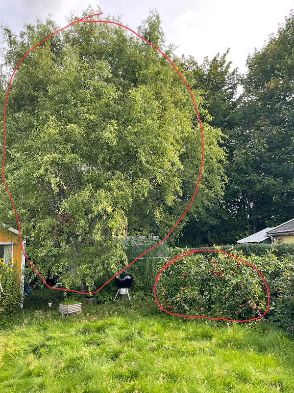 Havearbejde: Fælde træ/er, lave træfliser og ret på et æbletræ