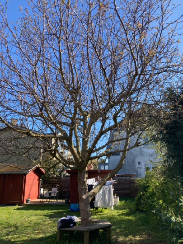 Beskæring af 2 træer og en busk
