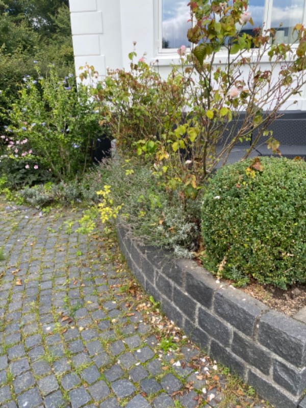 Lugning af 6 mindre bede samt klipning af roser