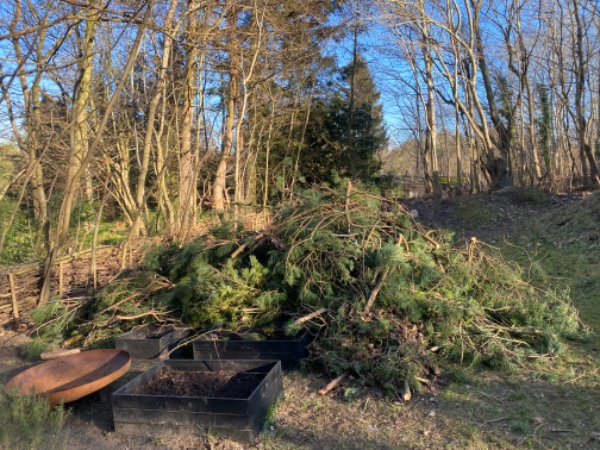 Bortkørsel af haveaffald fra træfældning