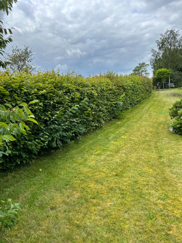 Hækklipning og oprydning