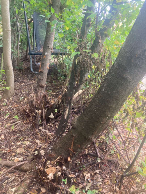 Fjerne buske og 11 små træer