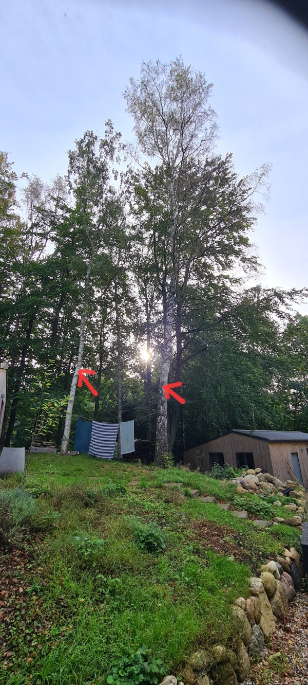 Fælde 2stk høje birkes og 1stk nåletræ 