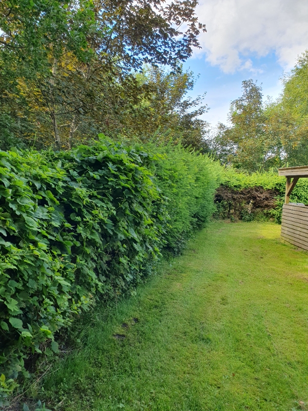 Beskæring af lærkehæk