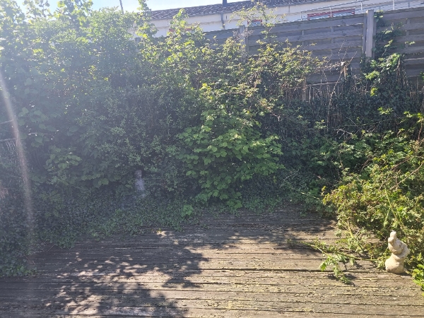 Nedklipning af hegn/hæk og bort skadtnimg