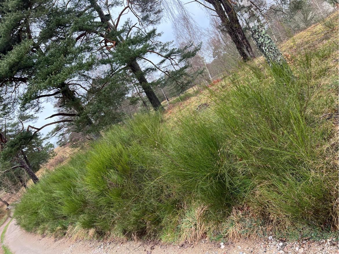 Optrækning af træer og buske