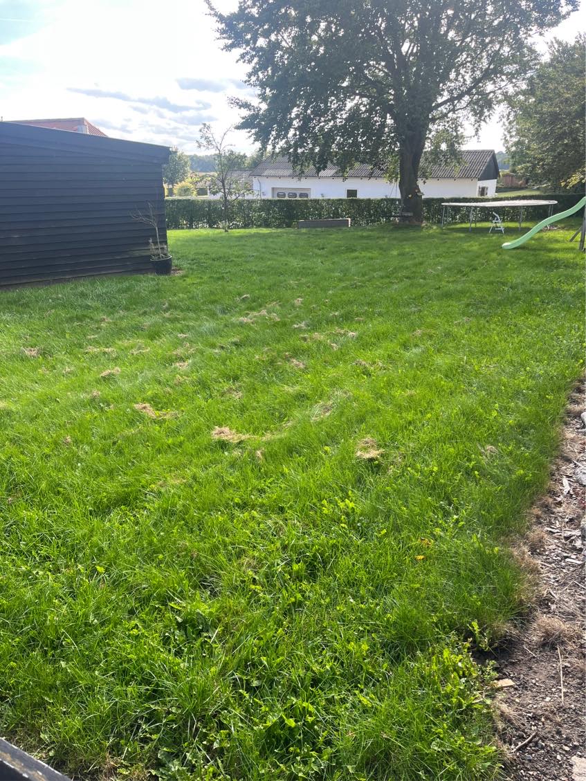 Slået græs / let hæklipning / ordne træ