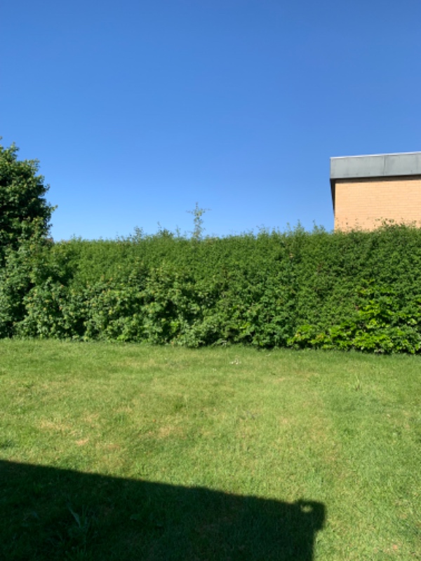 Hækklipning og affaldsfjerning