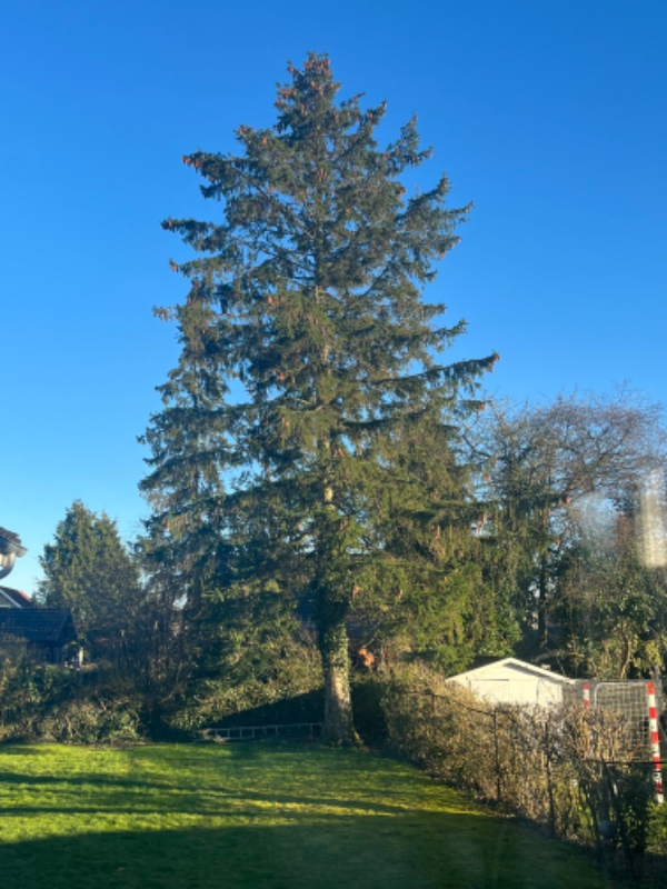 Fældet et 15 m højt træ