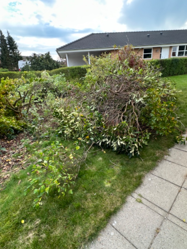 Køre træerne til revas