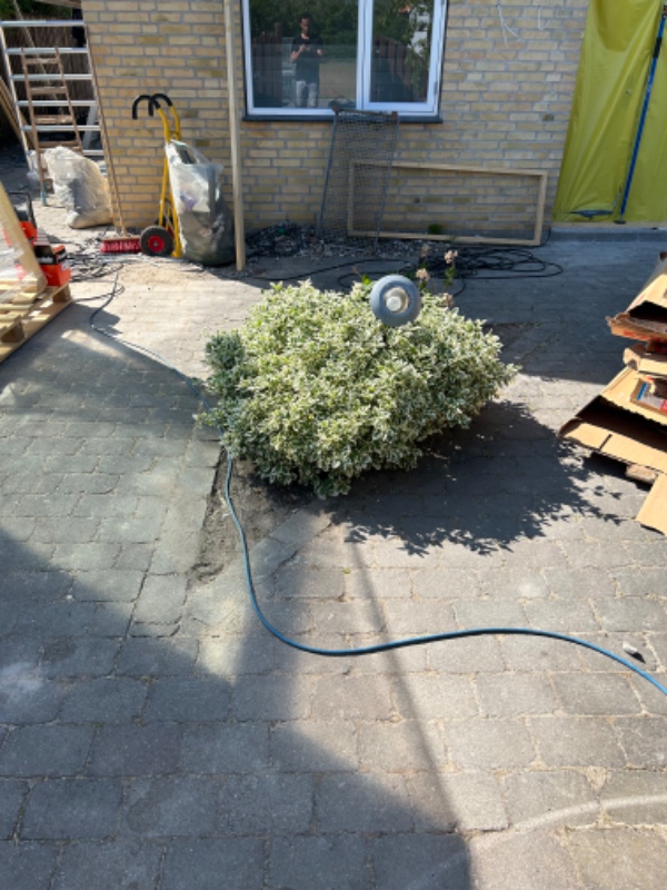 Akut Hjælp til at fjerne et træ + 3 buske med rod.