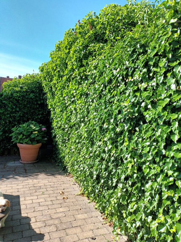 Hækklipning og ukrudtsfjernelse