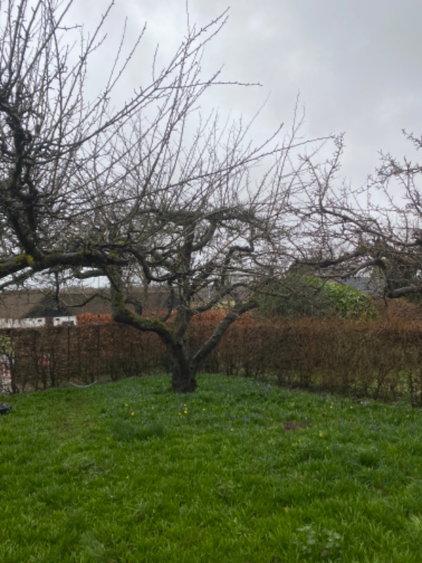 Hej, vi skal have beskåret 4 gamle æbletræer.