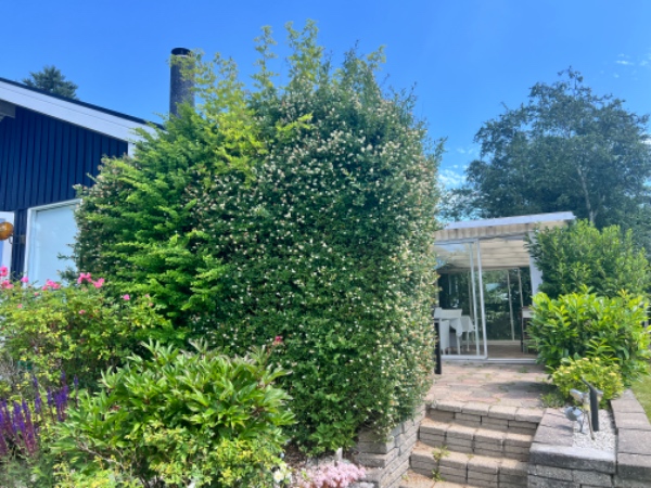 Hækklipning og bortskafning