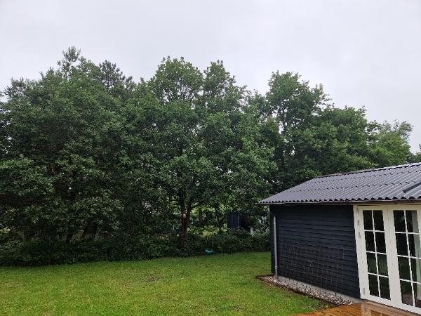 Topkapning af 3 egetræer