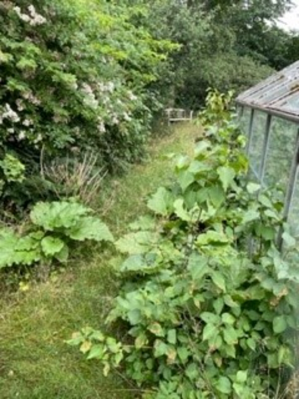 Klippet hæk ned mod å på sommerhusgrund