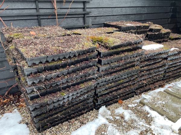 Flytte sedum bakker (25 kvm)