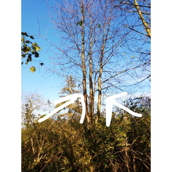 Fældning af syv træer