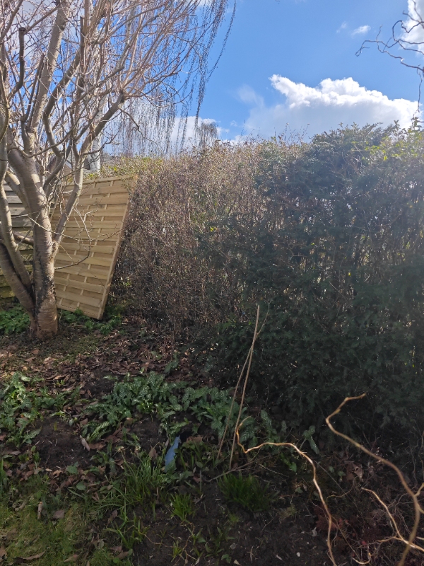 Opgravning af ligusterhæk 23 meter