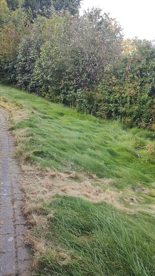 Havearbejde i min have. Jeg har været udenlands i 2 måneder