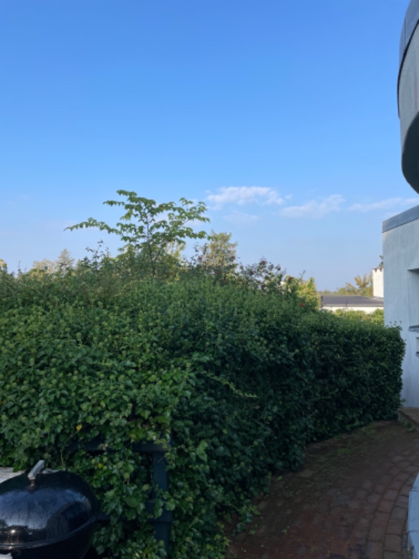 Klip af mindre træer og hæk, grov lugning af bede