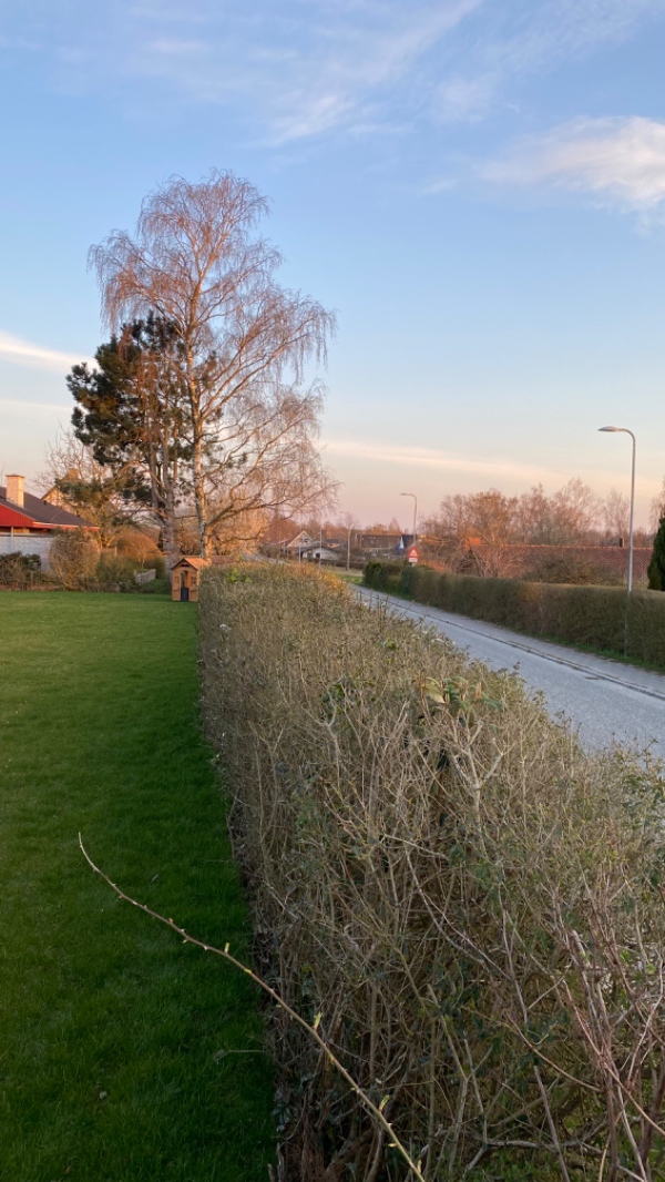 Beskæring af 30 meter hæk