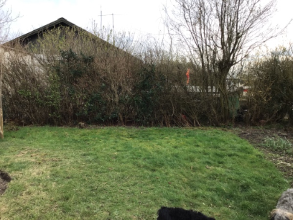 Hækklipning til 180 cm