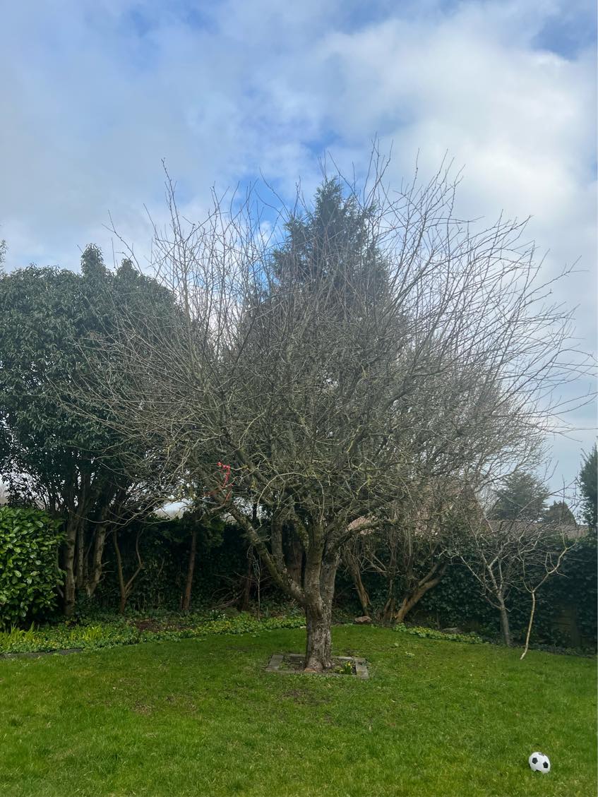 Klipning af hække, og æbletræer. Hjælp til ændring i haven