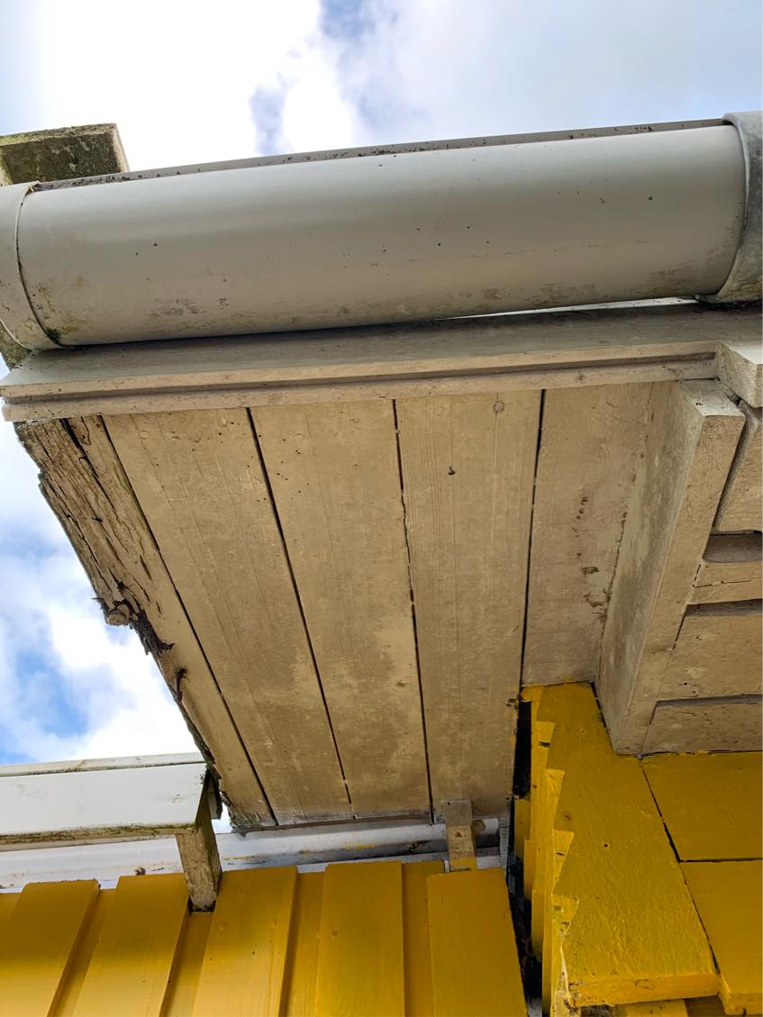 Maling af endegavl på kolonihave