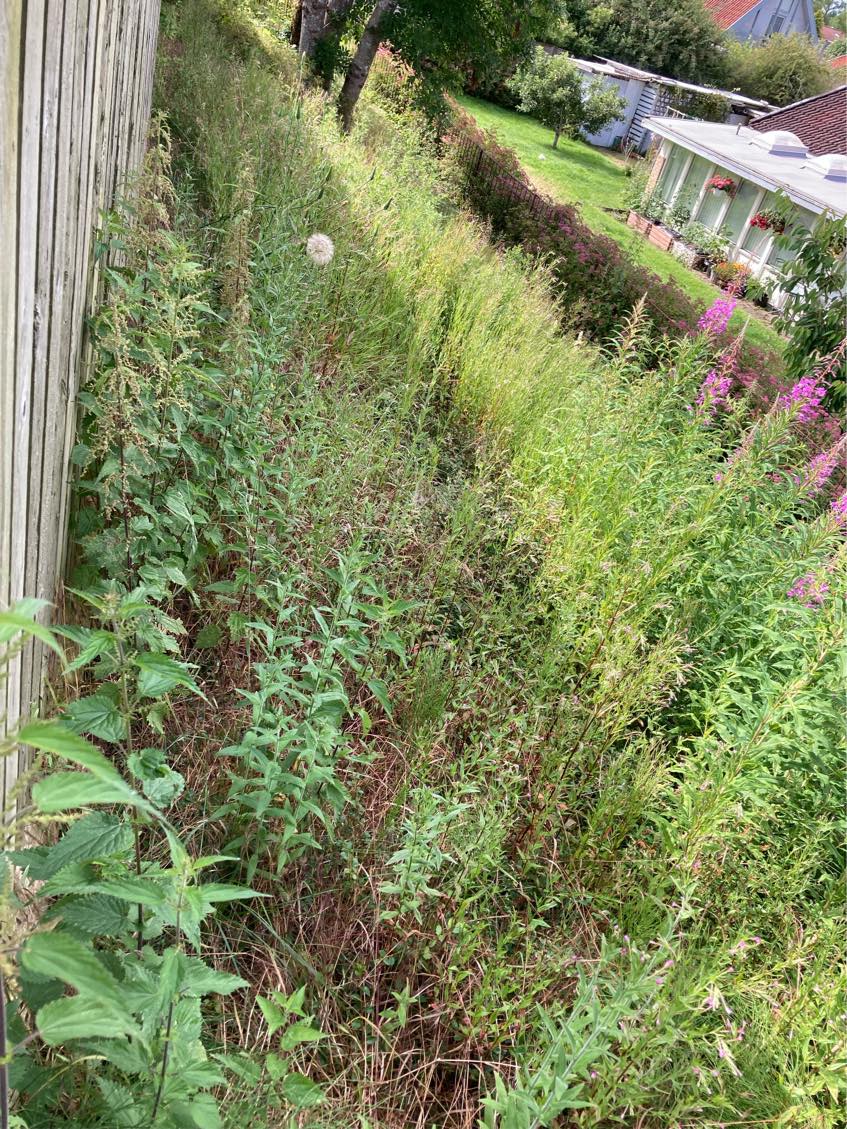 Rensning af skråning for ukrudt