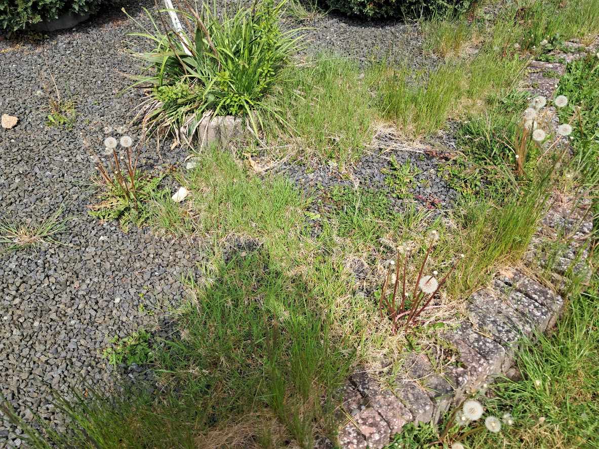 Fjerne ukrudt i skærvebed