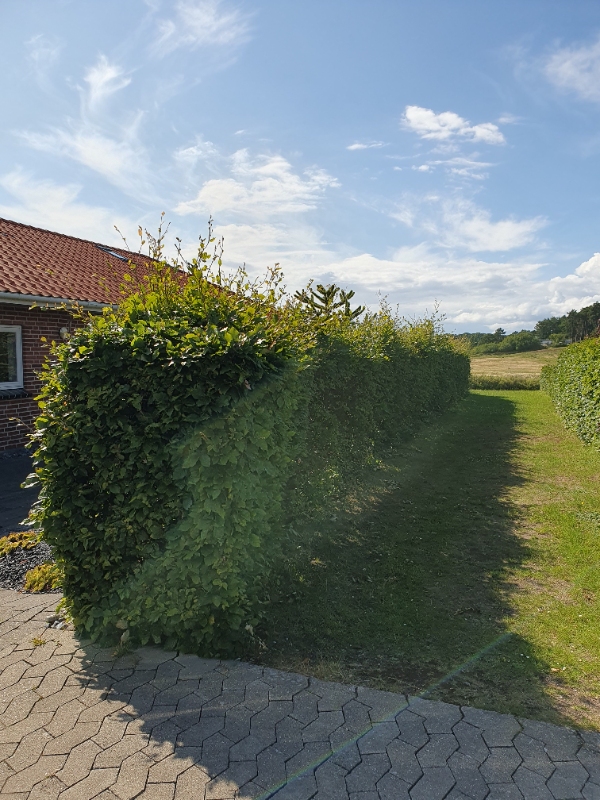 Fjernet haveaffald og klippet hæk