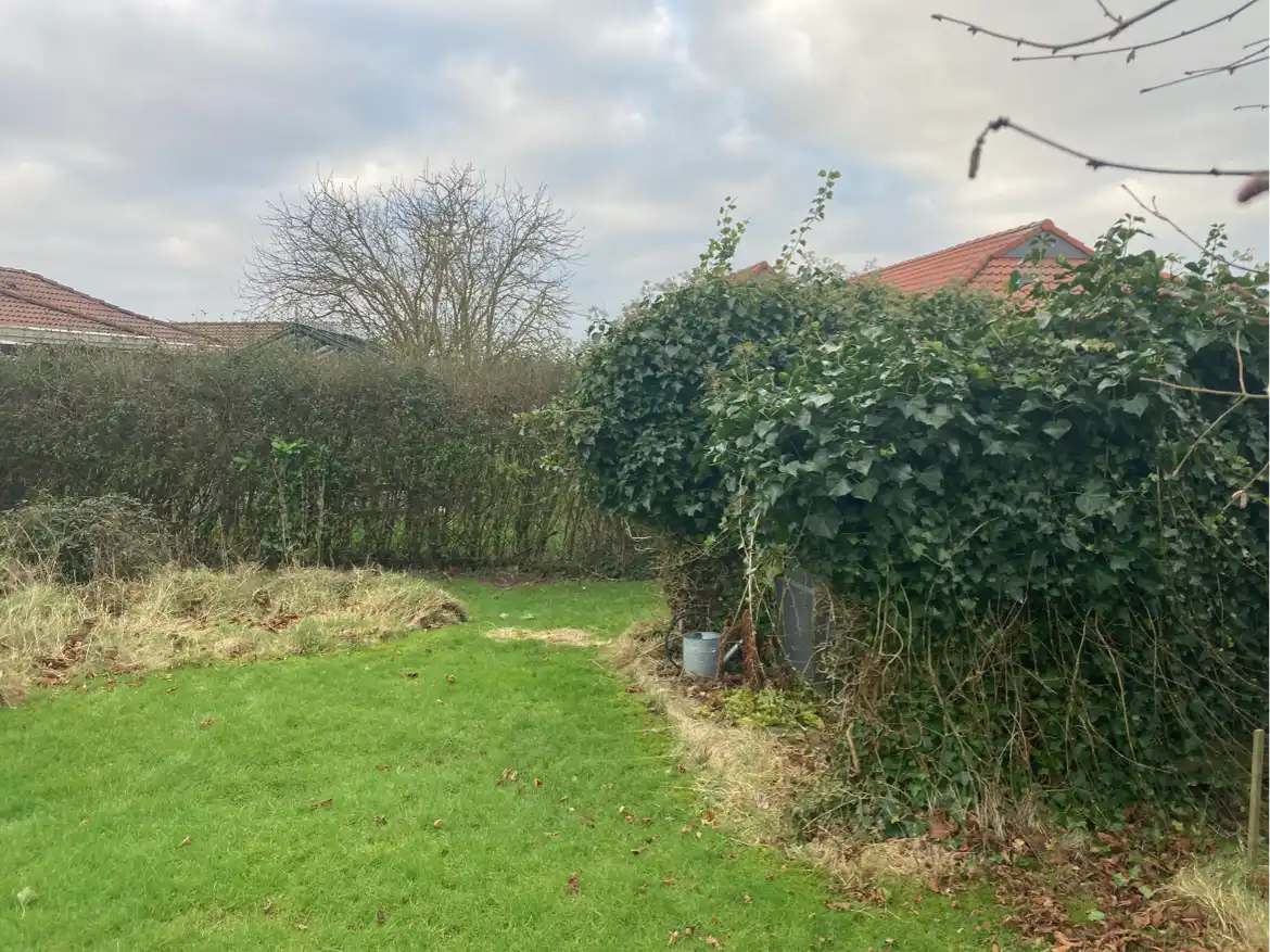 Kraftig beskæring af hæk og træer