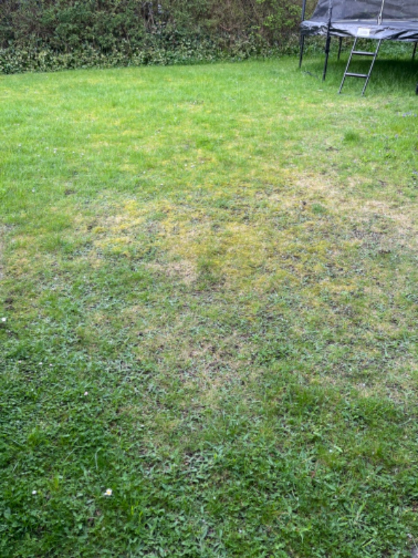 Udjævning af græsplæne