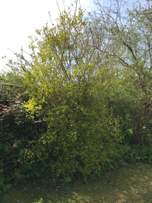 Beskæring af ferskentræ og buske