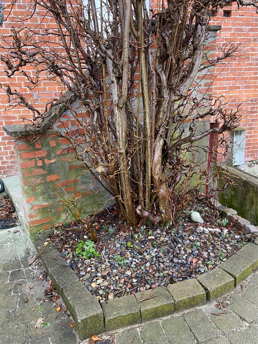 Mure trappe udendørs