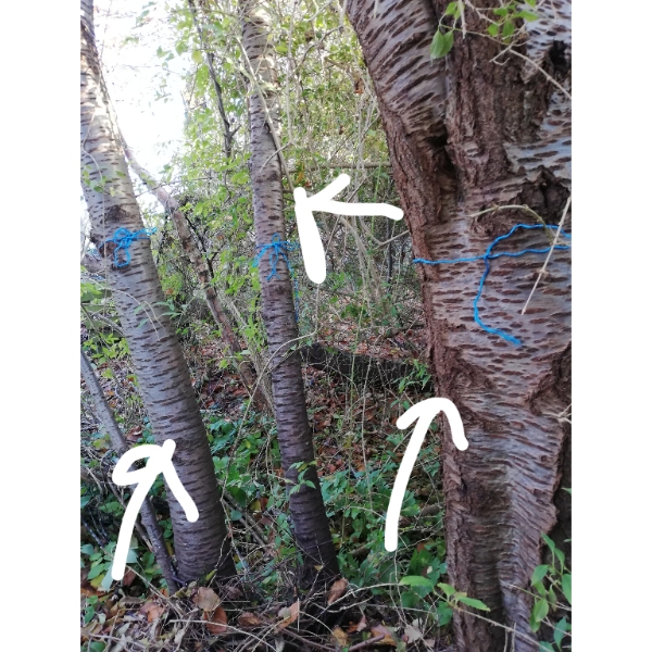 Fældning af syv træer