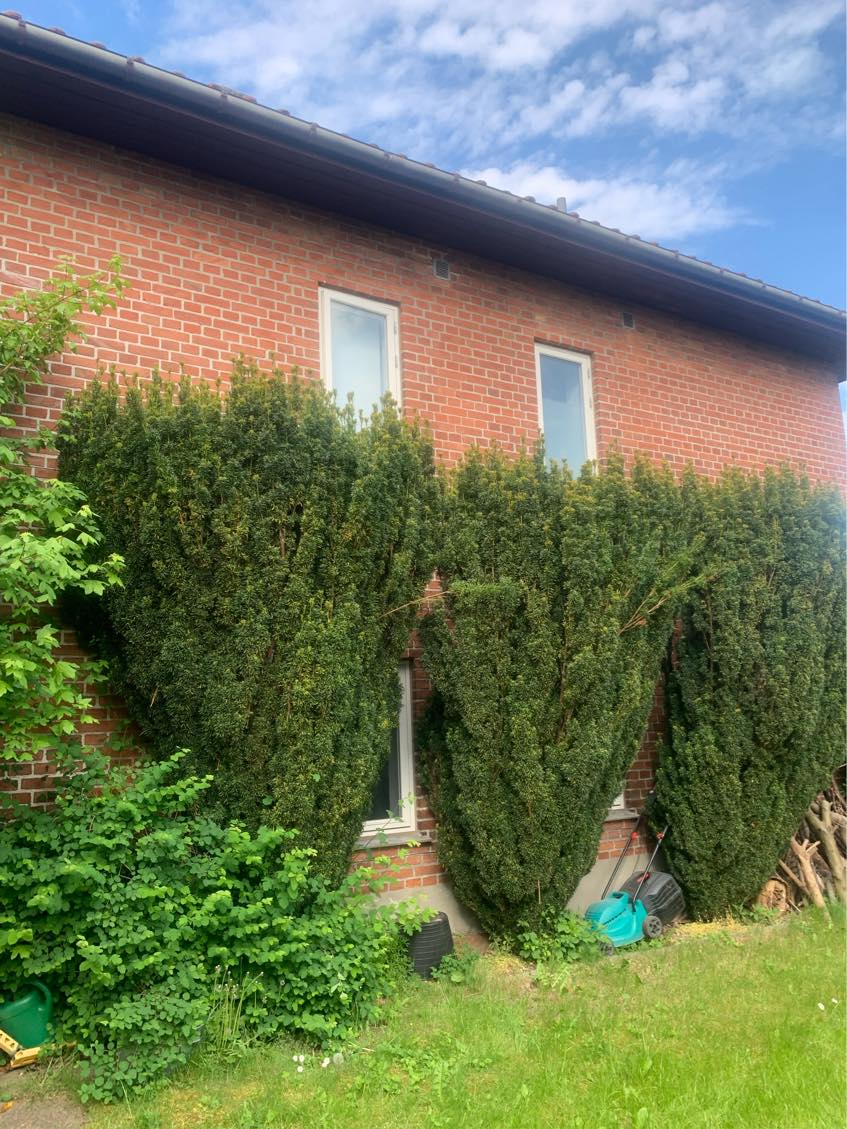 Hækklipning og beskæring