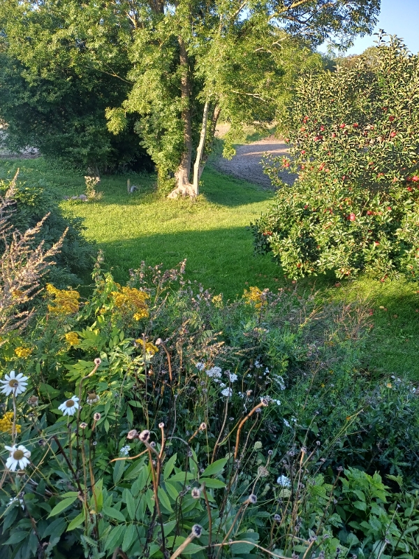 Ukrudt og græsslåning