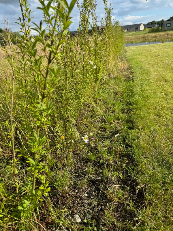 Lugning af ukrudt under hæk