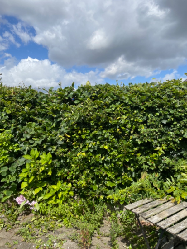 Havearbejde og bortførsel af affald