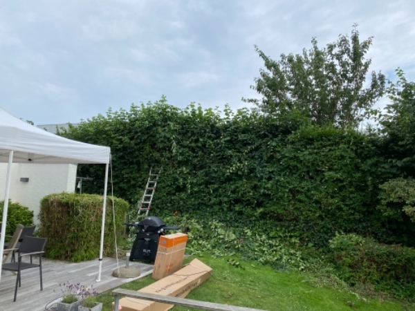 Beskæring af høj hæk, 40meter ca 3 timer + affald 
