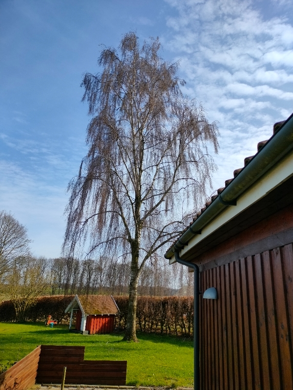 Fældning af birketræ