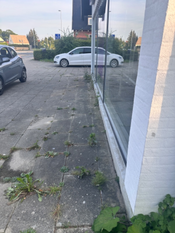 fjernelse af ukrudt foran bygningen og i indkørslen
