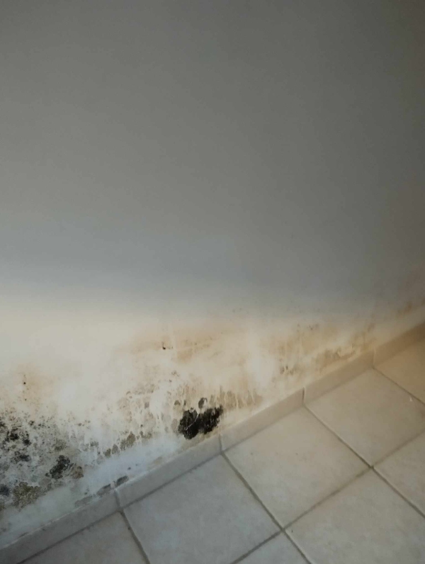 Nedvaskning af skimmelsvamp i villakælder