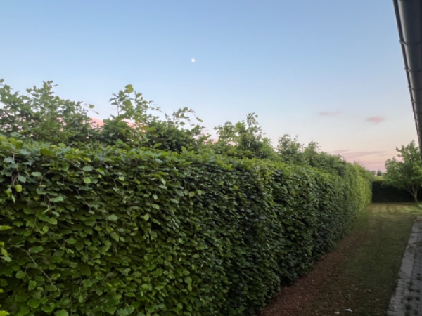 Klipning af bøgehæk
