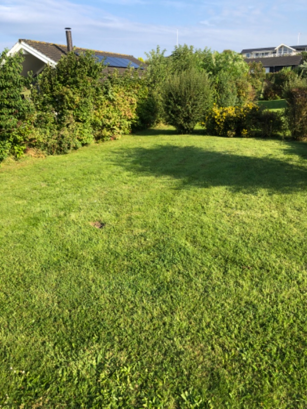 Hæk og buskklipning