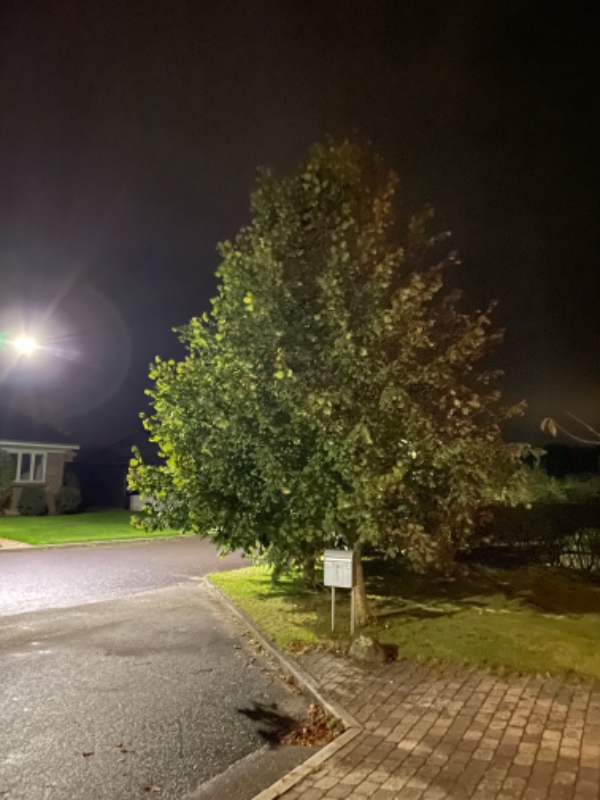 Beskæring af 4 lindetræer