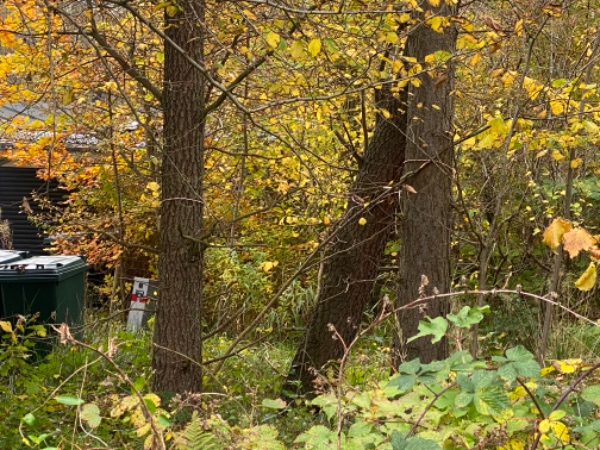 Topkapning af 6 træer